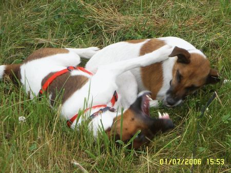 Foxterrier Glatthaar Hunde Foto 33115 in höherer Auflösung ansehen Foxterrier Glatthaar Chili und Indira in Action