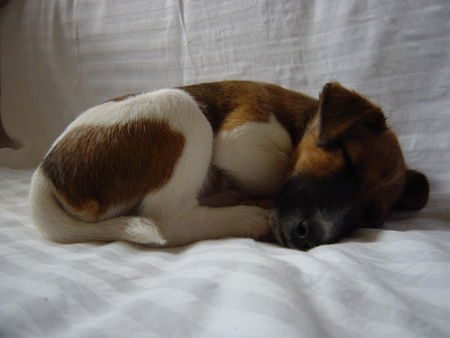 Foxterrier Glatthaar Kinder müssen viel schlafen...