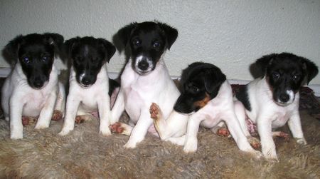 Foxterrier Glatthaar Fünf kleine Drei Eichener im September 2007