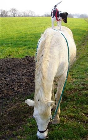 Foxterrier Glatthaar Ayk alias Emil aus dem A-Wurf lernt das Reiten...