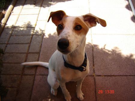 Foxterrier Glatthaar Hunde Foto 40378 in höherer Auflösung ansehen Foxterrier Glatthaar wann Spielt denn endlich mal einer mit mir?
