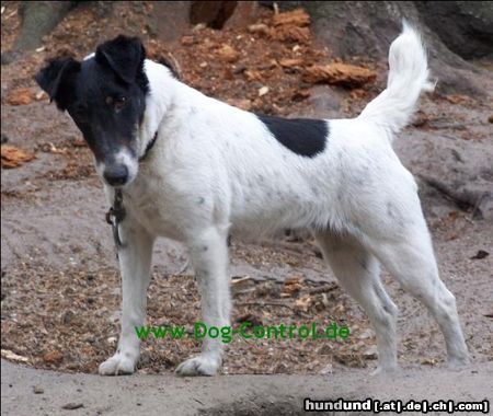 Foxterrier Glatthaar Foxterrier Leistungszucht !!!