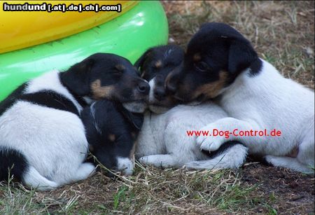 Foxterrier Glatthaar Hunde Foto 45267 in höherer Auflösung ansehen Foxterrier Glatthaar Foxterrier Leistungszucht !!!