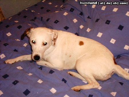 Foxterrier Glatthaar Hunde Foto 13153 Foxterrier Glatthaar Glatthaar-Foxterrier-Jack-Russel-lMix