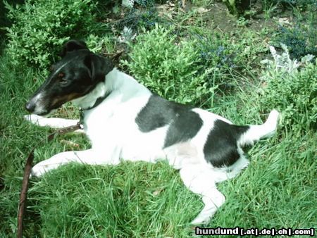 Foxterrier Glatthaar Hunde Foto 11730 Foxterrier Glatthaar das ist mein süßer, er heißt carlos ist 2 1/2 Jahre, hab ihn vors einschläfern gerettet