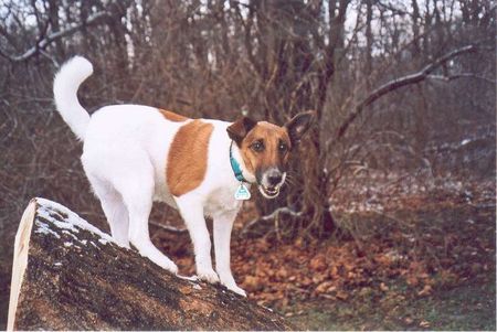 Foxterrier Glatthaar Die wahre HotDogs Chefin in Action