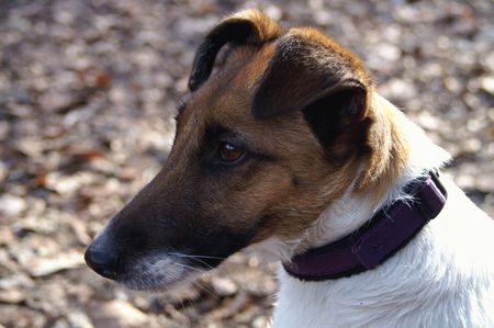 Foxterrier Glatthaar Indira denkt nach...