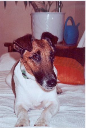 Foxterrier Glatthaar Hunde Foto 33144 Foxterrier Glatthaar Los, ich will Action :-)