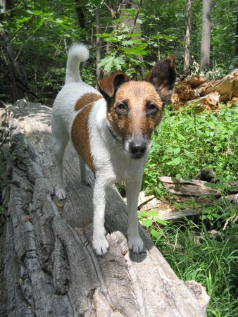 Foxterrier Glatthaar Was gibt's Neues ?