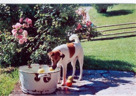 Foxterrier Glatthaar Sommerfrische auf der Alm