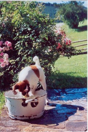 Foxterrier Glatthaar Sommerfrische auf der Alm