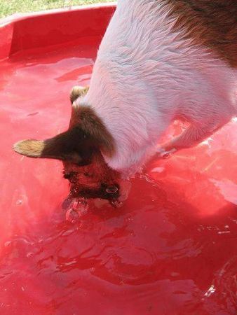 Foxterrier Glatthaar Abkühlung gefällig ?