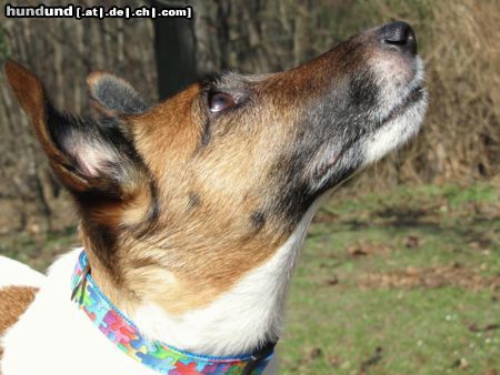 Foxterrier Glatthaar .. wo sind blos die Eichkätzchen hin???