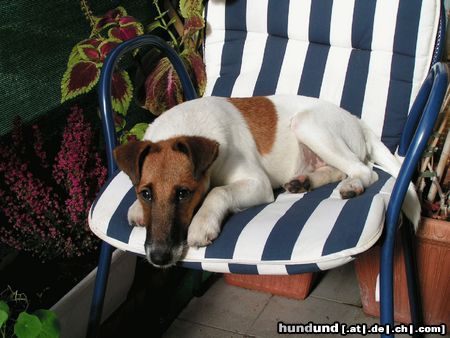 Foxterrier Glatthaar Hunde Foto 17040 Foxterrier Glatthaar meine kleine schnecke