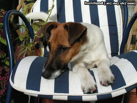 Foxterrier Glatthaar Hunde Foto 17039 Foxterrier Glatthaar meine kleine schnecke