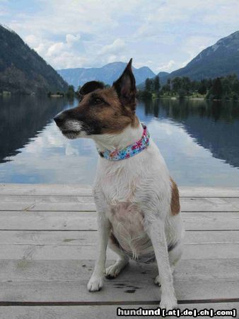 Foxterrier Glatthaar Sommerfrische am Grundlsee