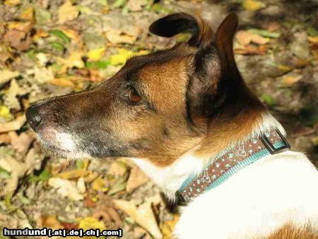 Foxterrier Glatthaar Herbstimpressionen