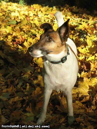 Foxterrier Glatthaar Herbstimpressionen