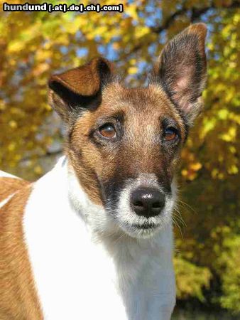 Foxterrier Glatthaar Herbstimpressionen