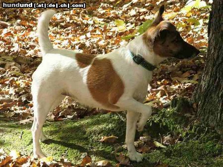 Foxterrier Glatthaar Herbstimpressionen