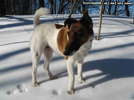 Foxterrier Glatthaar ..doch noch Winter ..