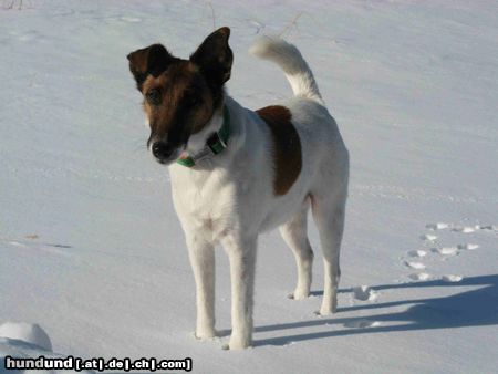 Foxterrier Glatthaar ..doch noch Winter ..