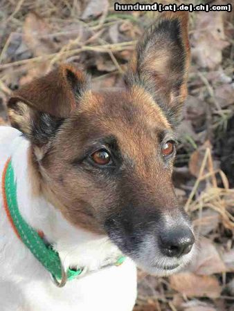 Foxterrier Glatthaar Frühling im Jänner?