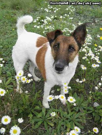 Foxterrier Glatthaar Flower Power