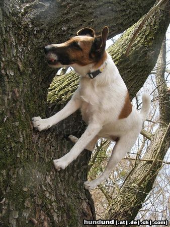 Foxterrier Glatthaar Leckerchensuche auf Bäumen