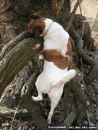 Foxterrier Glatthaar Leckerchensuche auf Bäumen