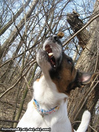 Foxterrier Glatthaar Leckerchensuche auf Bäumen