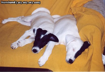 Foxterrier Glatthaar Hunde Foto 10377 Foxterrier Glatthaar Irvin & Ivory