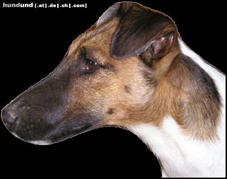 Foxterrier Glatthaar Hunde Foto 17553 Foxterrier Glatthaar Kopfstudie unseres Oscar im Alter von 13 Monaten
