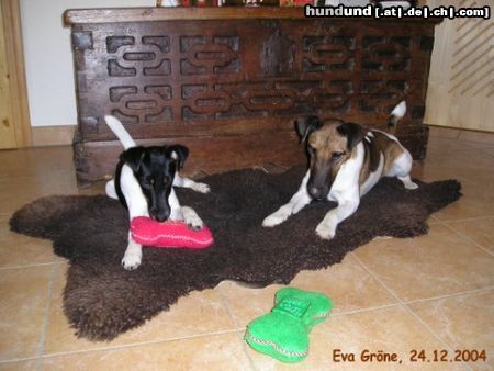 Foxterrier Glatthaar Hunde Foto 17552 in höherer Auflösung ansehen Foxterrier Glatthaar Bescherung für Oscar und Banya