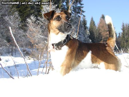 Foxterrier Glatthaar Hunde Foto 10105 Foxterrier Glatthaar Tino im Winter in Kärnten