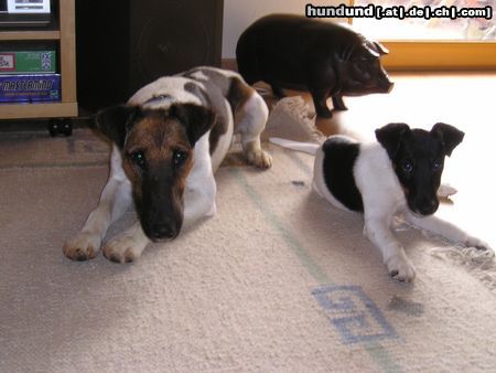 Foxterrier Glatthaar Hunde Foto 17557 in höherer Auflösung ansehen Foxterrier Glatthaar Oscar und Banya in trauter Zweisamkeit!