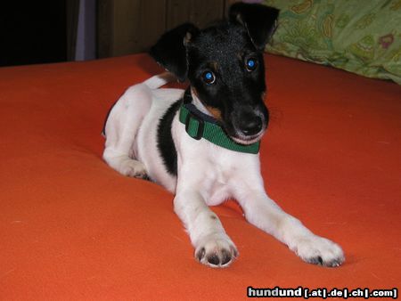 Foxterrier Glatthaar Hunde Foto 17555 in höherer Auflösung ansehen Foxterrier Glatthaar Na, durfte ich etwa nicht auf das Bett?!