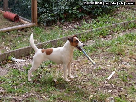 Foxterrier Glatthaar Hunde Foto 7138 Foxterrier Glatthaar