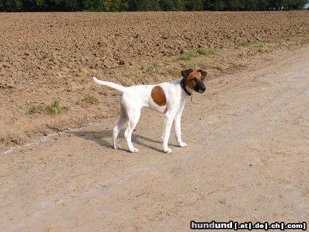 Foxterrier Glatthaar Hunde Foto 15572 in höherer Auflösung ansehen Foxterrier Glatthaar Unser Zweithund Aiko mit 5 1/2 Monaten