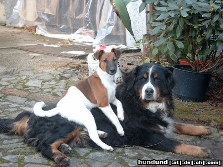 Foxterrier Glatthaar Hunde Foto 17219 Foxterrier Glatthaar Rocky & Hanna