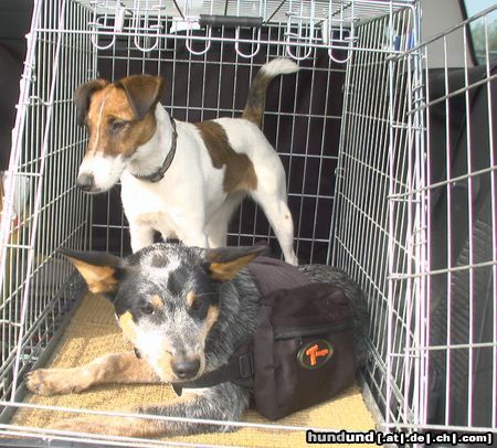 Foxterrier Glatthaar Hunde Foto 20971 Foxterrier Glatthaar ACD+FOX / Sydney +Sammy April 2005