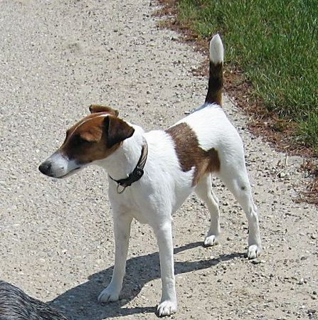 Foxterrier Glatthaar Hunde Foto 27955 Foxterrier Glatthaar Sammy in voller Aufmerksamkeit Aug.2005