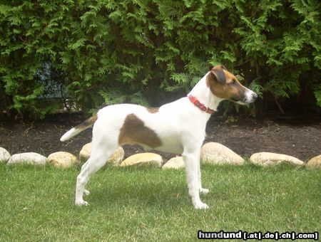 Foxterrier Glatthaar Hunde Foto 16699 Foxterrier Glatthaar