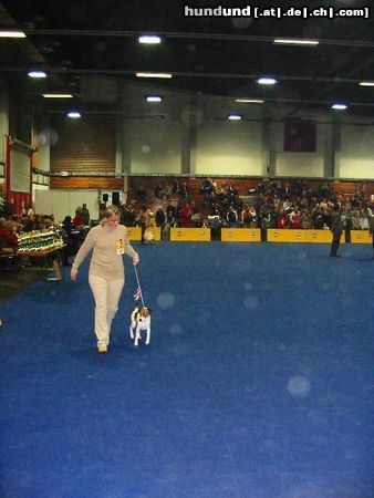 Foxterrier Glatthaar Hunde Foto 16749 in höherer Auflösung ansehen Foxterrier Glatthaar Wels 04.12.04 Vorzüglich1 Jugendsieger