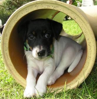 Foxterrier Glatthaar Beany v. d. Drei Eichen