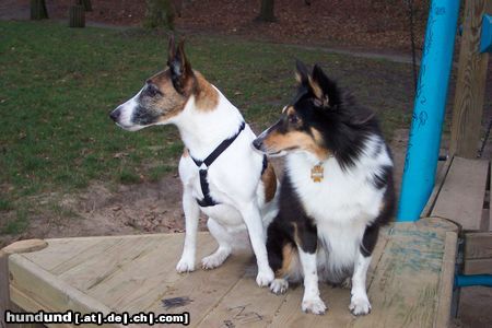 Foxterrier Glatthaar Hunde Foto 7874 Foxterrier Glatthaar Betty vom Insulaner