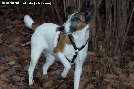 Foxterrier Glatthaar Hunde Foto 7875 Foxterrier Glatthaar Betty vom Insulaner