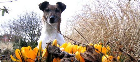 Foxterrier Glatthaar Hunde Foto 30454 Foxterrier Glatthaar zwischen den blumen bin ich sehr gerne !
