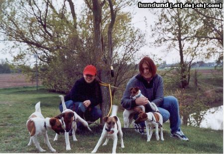 Foxterrier Glatthaar Hunde Foto 21887 Foxterrier Glatthaar ...brownies unter sich....