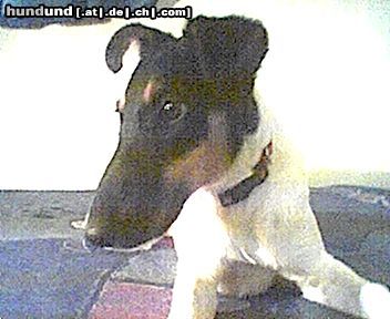 Foxterrier Glatthaar Hunde Foto 10646 Foxterrier Glatthaar Mein hund Yoko